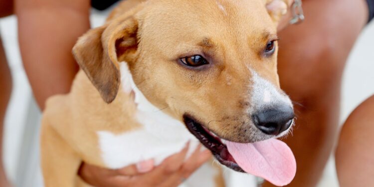 Itanhaém fortalece ações de bem-estar animal e ganhará nova unidade de zoonoses